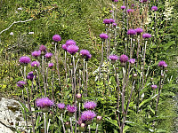 FjellEggen_20230714_64b0fba184e9a.jpeg