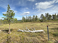 FjellEggen_20240615_666dd4e062adb.jpeg