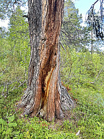 FjellEggen_20240615_666dd4fcccb98.jpeg