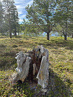FjellEggen_20240615_666dd50358773.jpeg