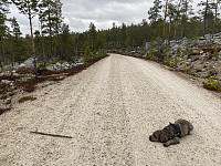 FjellEggen_20240823_66c88c9cc7521.jpeg