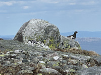 FjellEggen_20250624_685adbc63bc17.jpeg