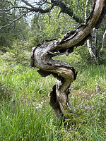 FjellEggen_20250811_689a3039f068c.jpeg