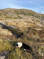 risvollhilde_20230611_64862f67a32c1.jpg