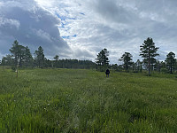 risvollhilde_20230718_64b670dee2f99.jpg