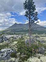 risvollhilde_20240630_668130028926a.jpeg