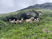 risvollhilde_20240713_6692bb9a8f9db.jpeg