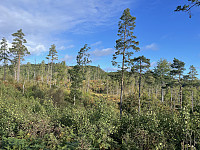 risvollhilde_20240929_66f970344ba71.jpeg