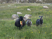 risvollhilde_20250615_684eca7397c48.jpg
