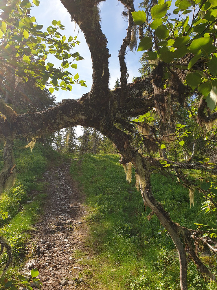 Porten til Deifjellet