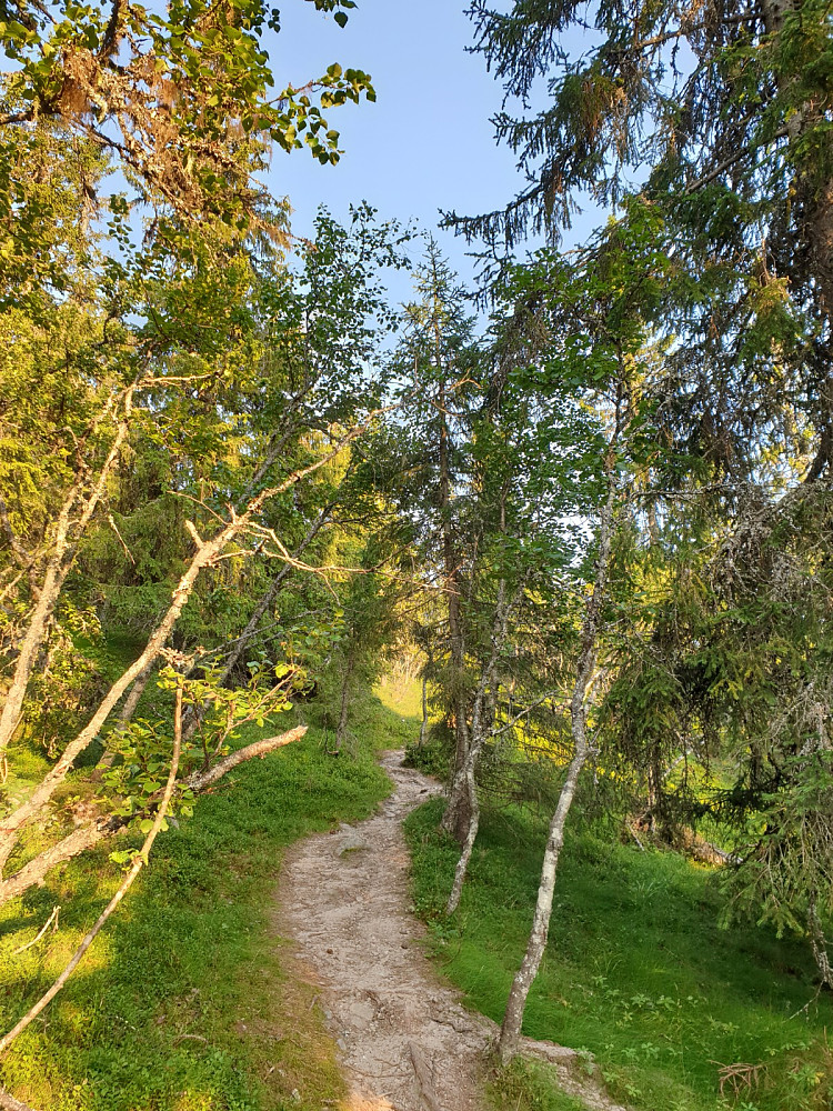 Fin sti gjennom skogen