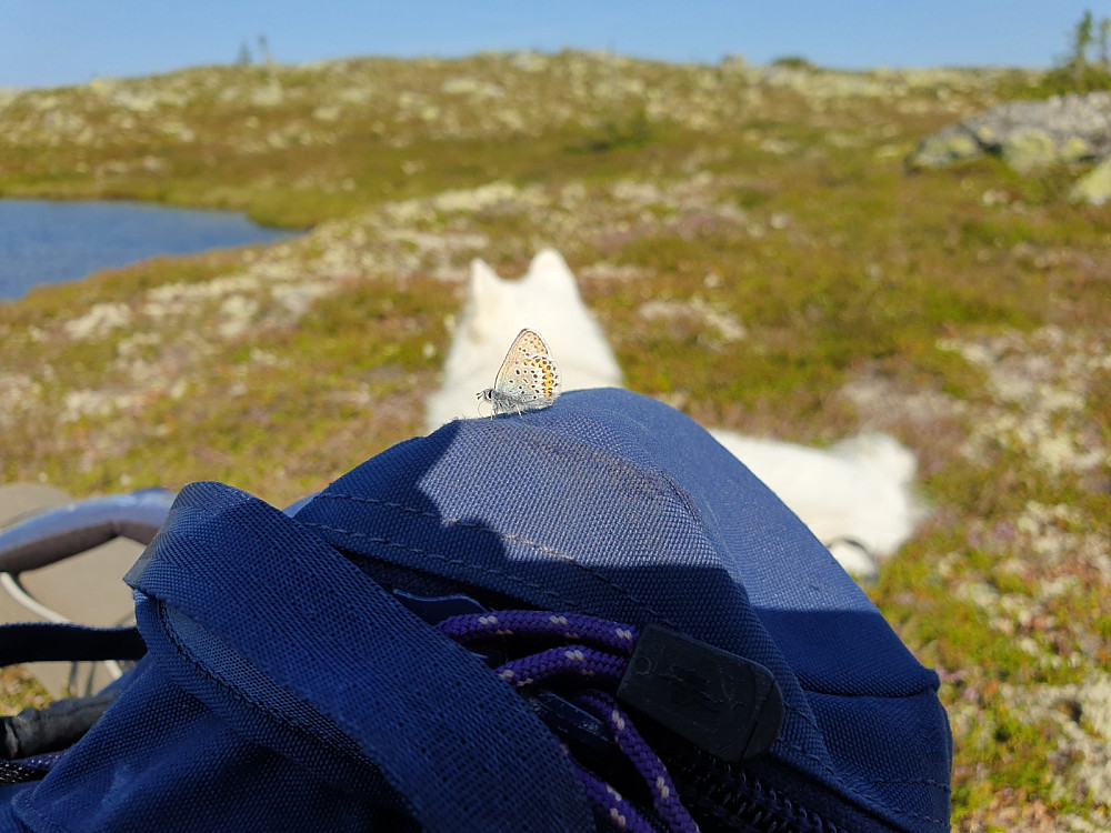 Fint besøk på morraskvisten