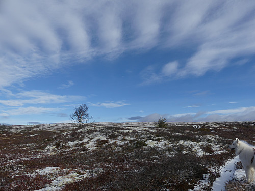 Ute av skogen og terrenget åpner seg