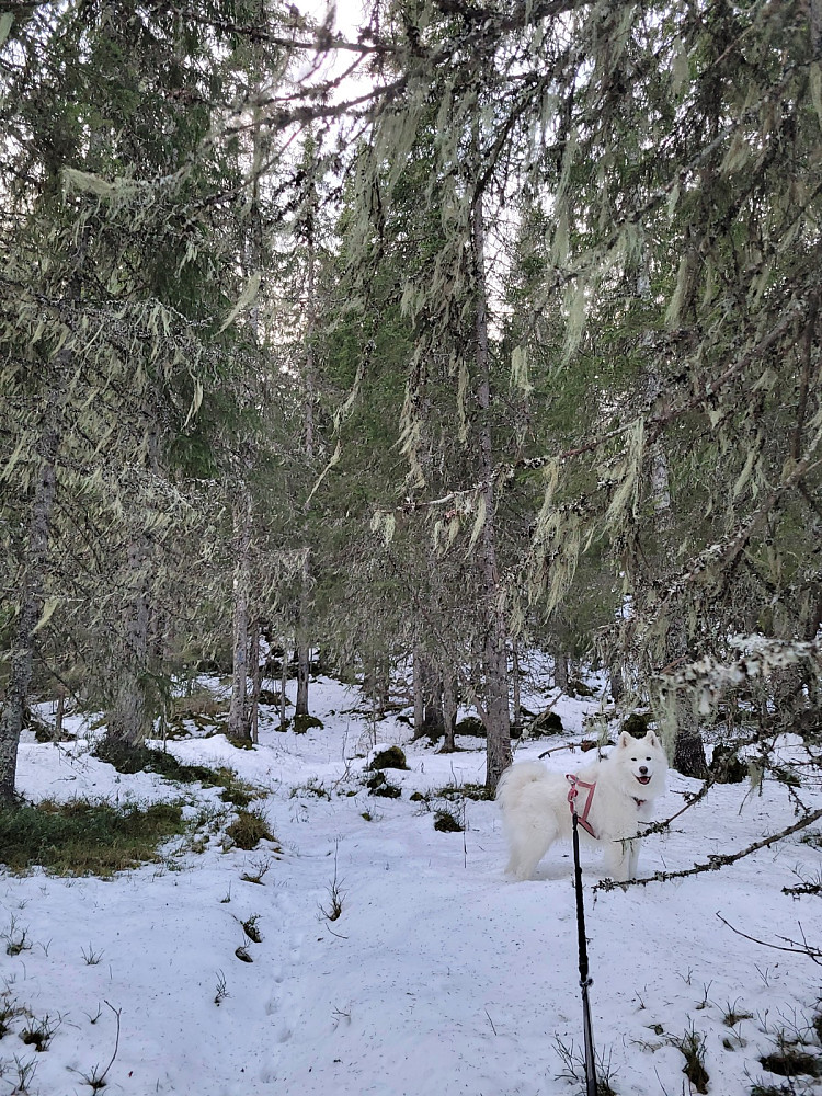 Godt å komme inn i skogen
