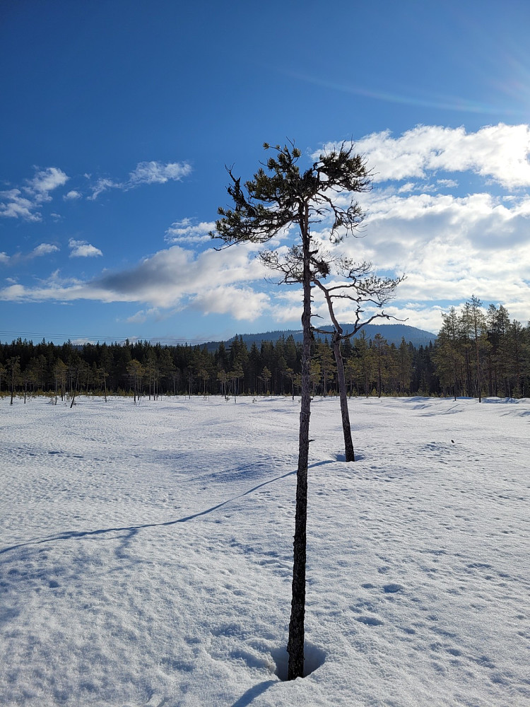 På Julussmoen med Venberget i bakgrunnen
