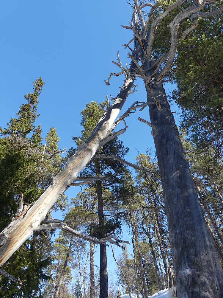 På østsiden av sjøen kom vi til flott, gammel skog, med mange "tørrgadder"