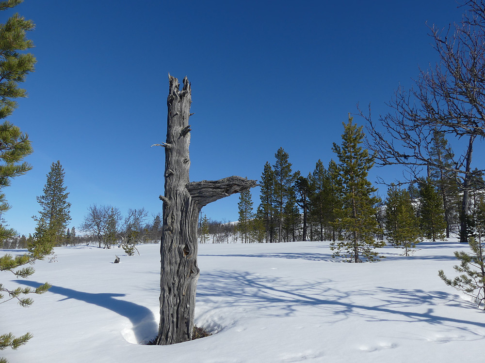 Nok en veiviser, i Gutulia