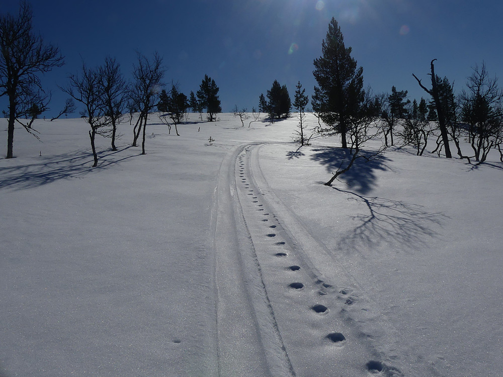 Snøskuterspor her inne i nasjonalparken også!