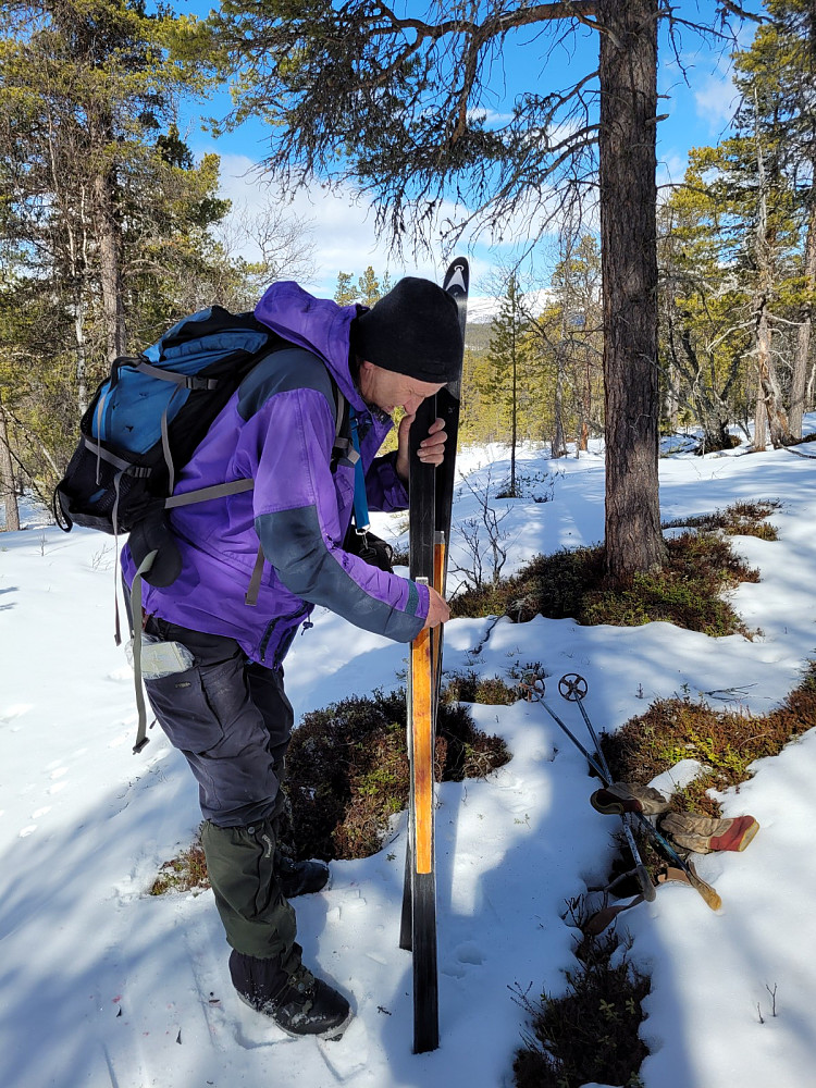 Vi starter i lavlandet ved Streitlie (Folldal), da det blåser hardt i høgfjellet. Arne glider fellene da det lugger litt