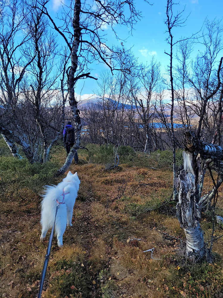 Etter å ha fyrt bål i skogen, leter vi etter stien som vi skal følge hjemover