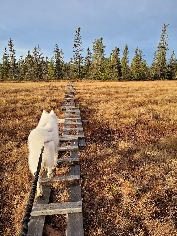 Det er veldig bløtt i dag etter ei regnfull natt, så det er fint med klopper
