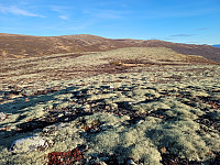 johanne_20221113_6370d872840a7.jpg