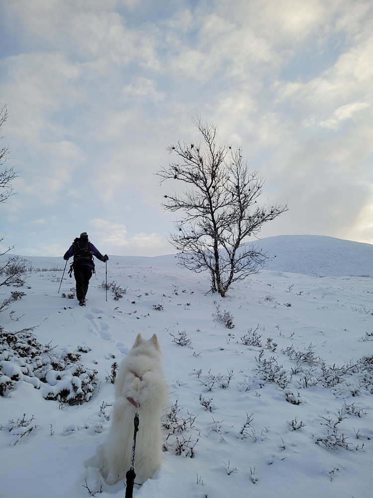 Da er vi ferdige med skogen.