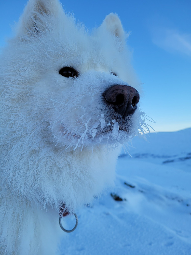 En polarhund tåler litt frost i barten