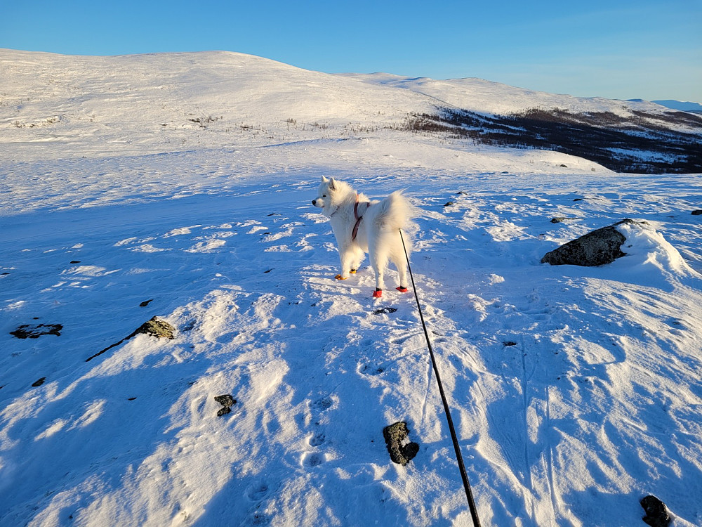 På Buaranden
