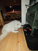 johanne_20231119_6559bdf913ebe.jpg