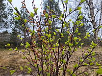 johanne_20250418_6801e8db91e01.jpg