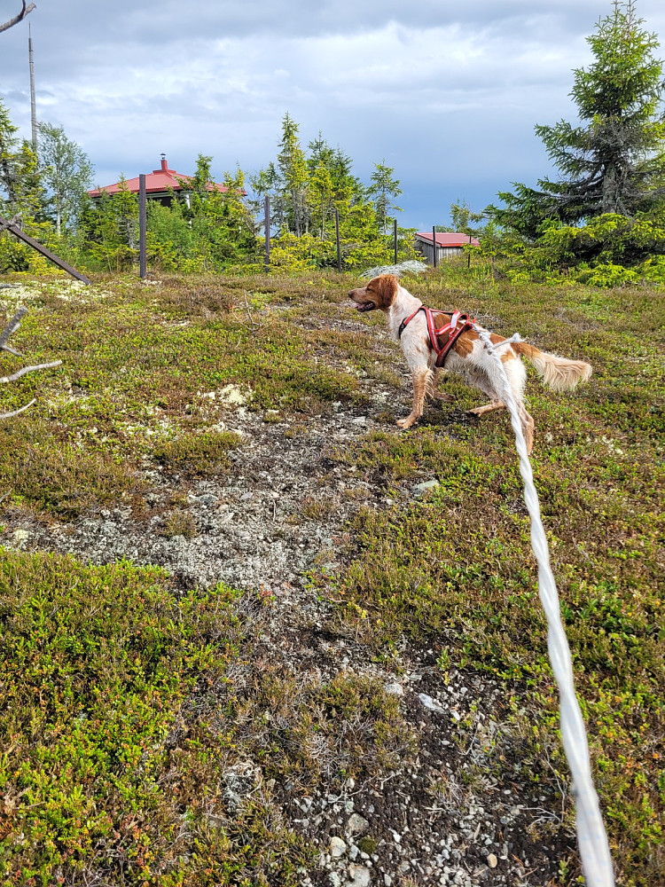 Ludo Medlien er med oss på Deifjellet