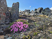 johanne_20250722_687fefefaf8cf.jpg