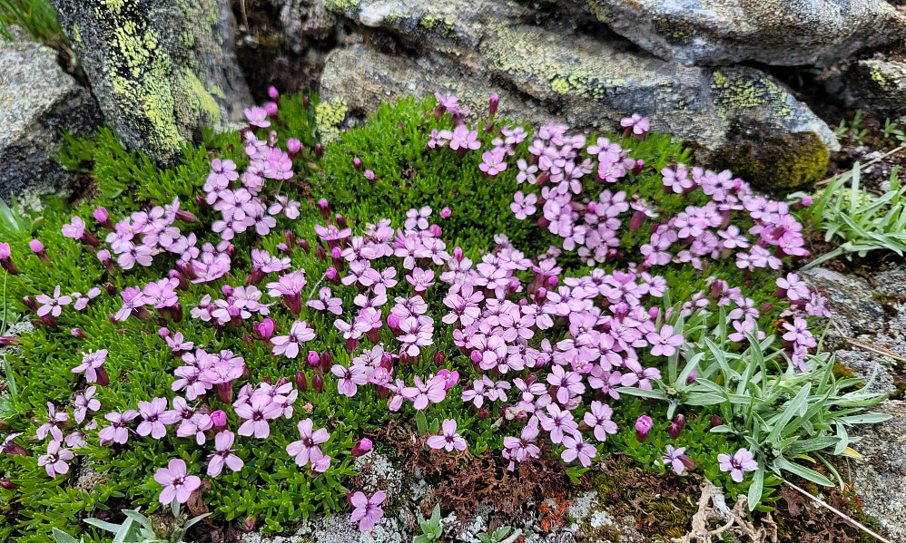 En av de fine blomstene i høgfjellet; fjellsmelle