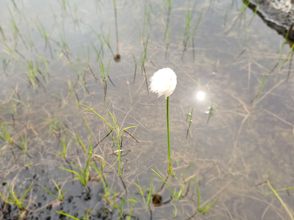 En snømyrull i selskap med sola som speiler seg i vannet