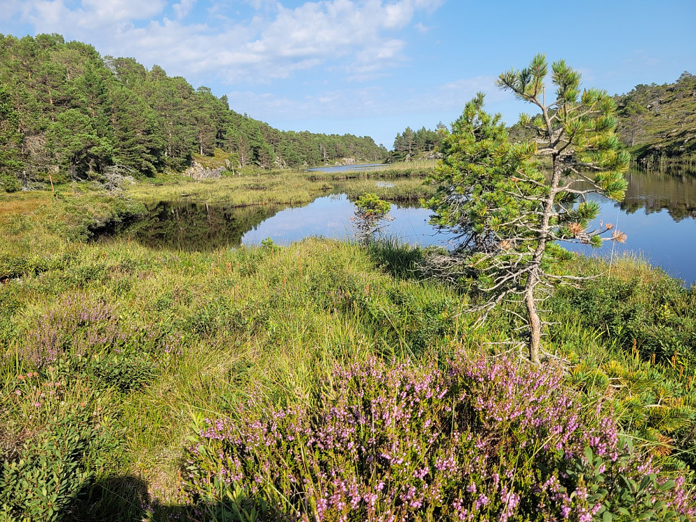 Et av alle de fine tjerna som finnes i det kuperte landskapets på Hitra