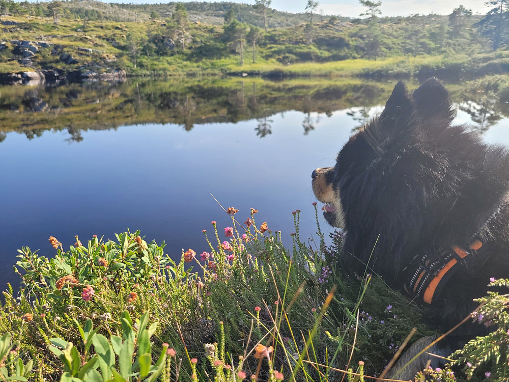 En liten pause like før vi er tilbake til skogsbilveien