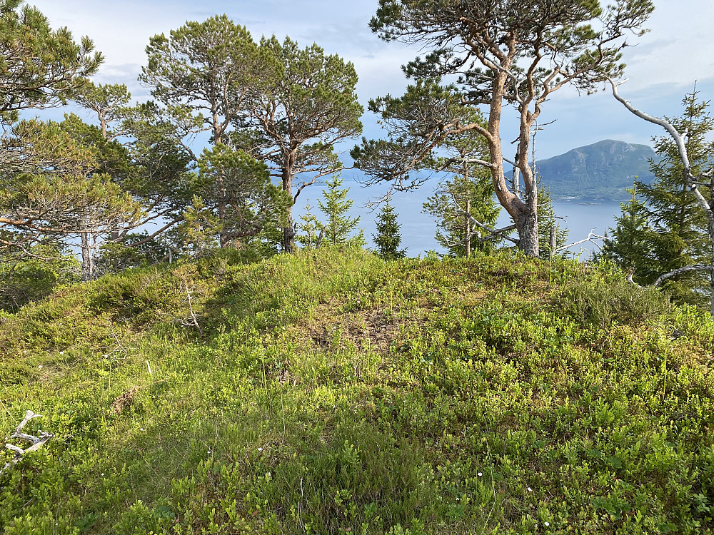Maurtue som toppvarde på Storhaugen