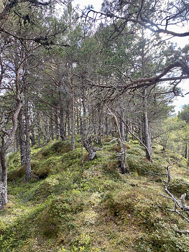Brattåsen