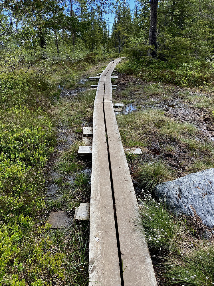 Godt tilrettelagt i Bymarka også pga våte og gjørmete forhold her og der.
