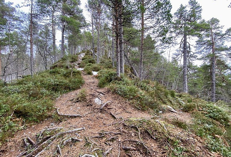 Det våres nede i lia.