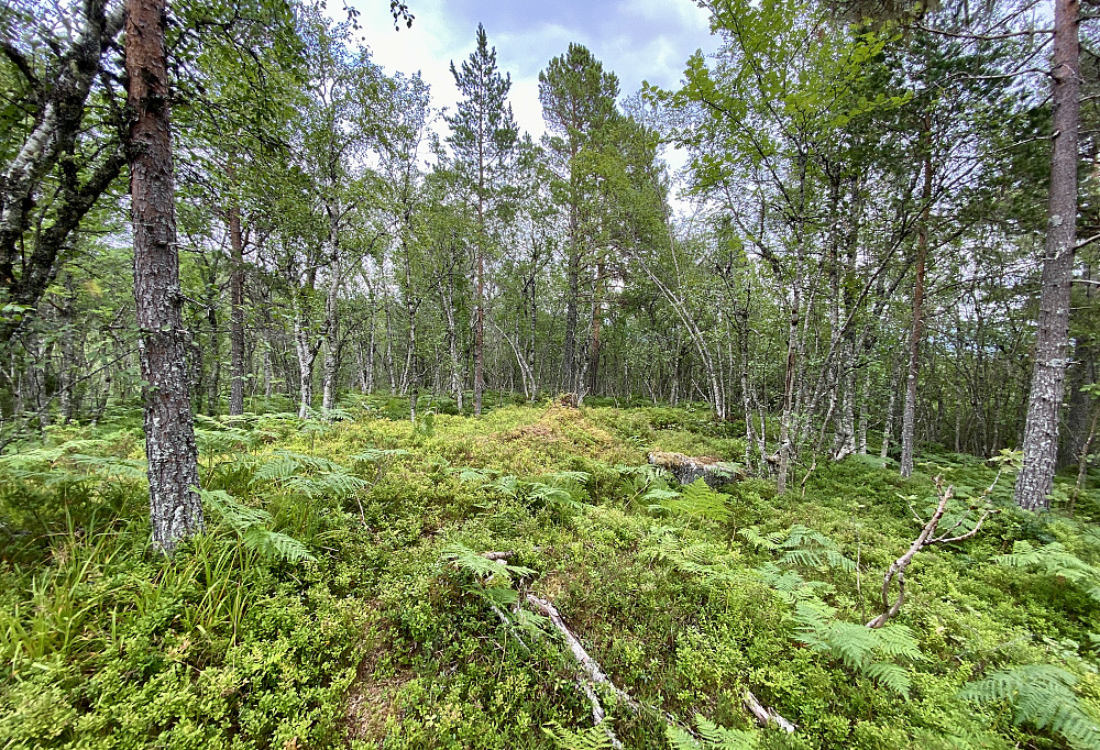 Dyrhaugen
