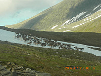 Reinsdyrsflokk mellom Rødryggen og Tromsdalstinden.