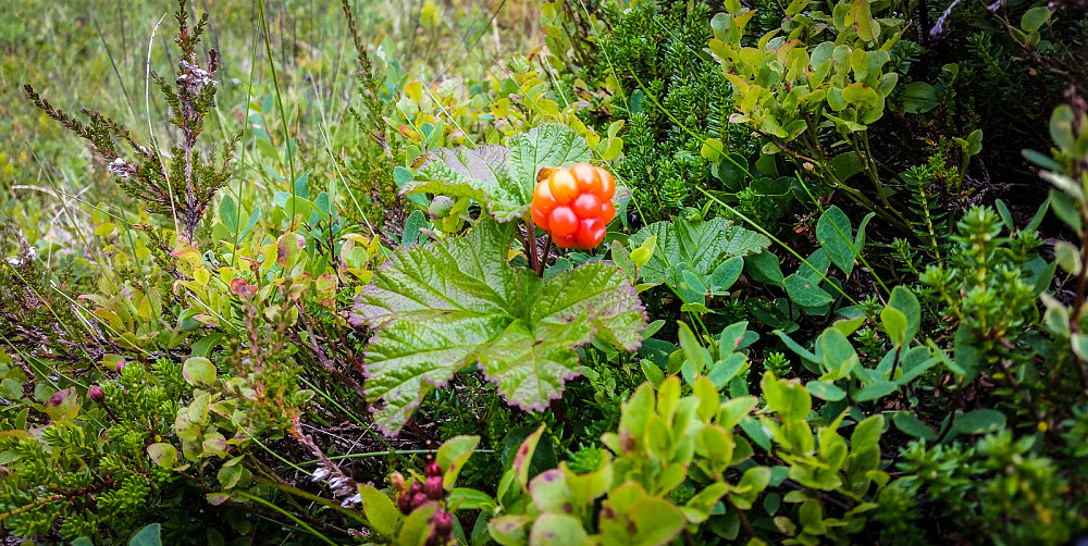 Fant bringebær, blåbær, markjordbær og molter på samme turen!