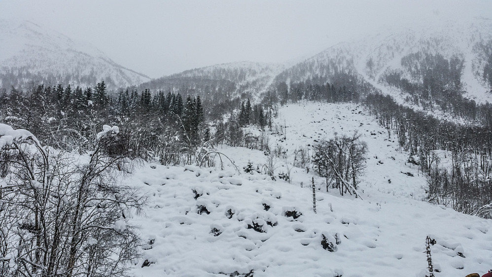 Fra Horpedalen i retning Endrestølen. Hogstfelt i nedre del. Øvre del av bjørkeskogen er overraskende fin.