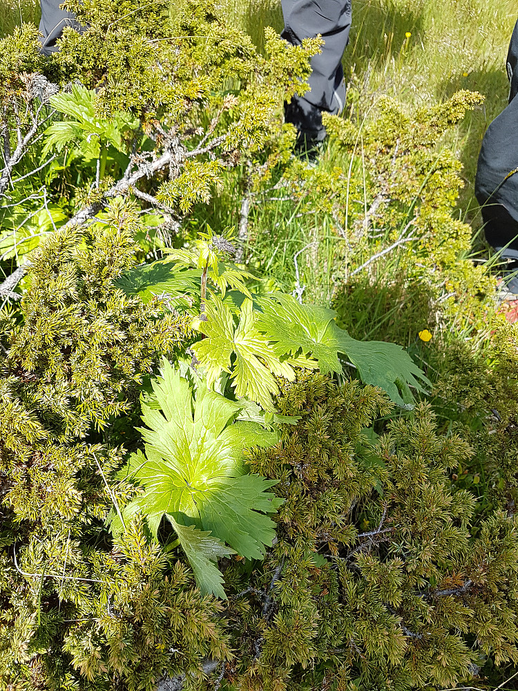 Tyrihjelm/Torhjelm. Giftig plante som finnes ofte under skrenter der løsmasser skyldes ned med nedbør og ras.