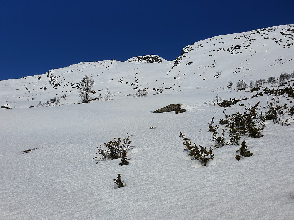 Sørflanken på Asbjørnnosi/Skogafjellet.
