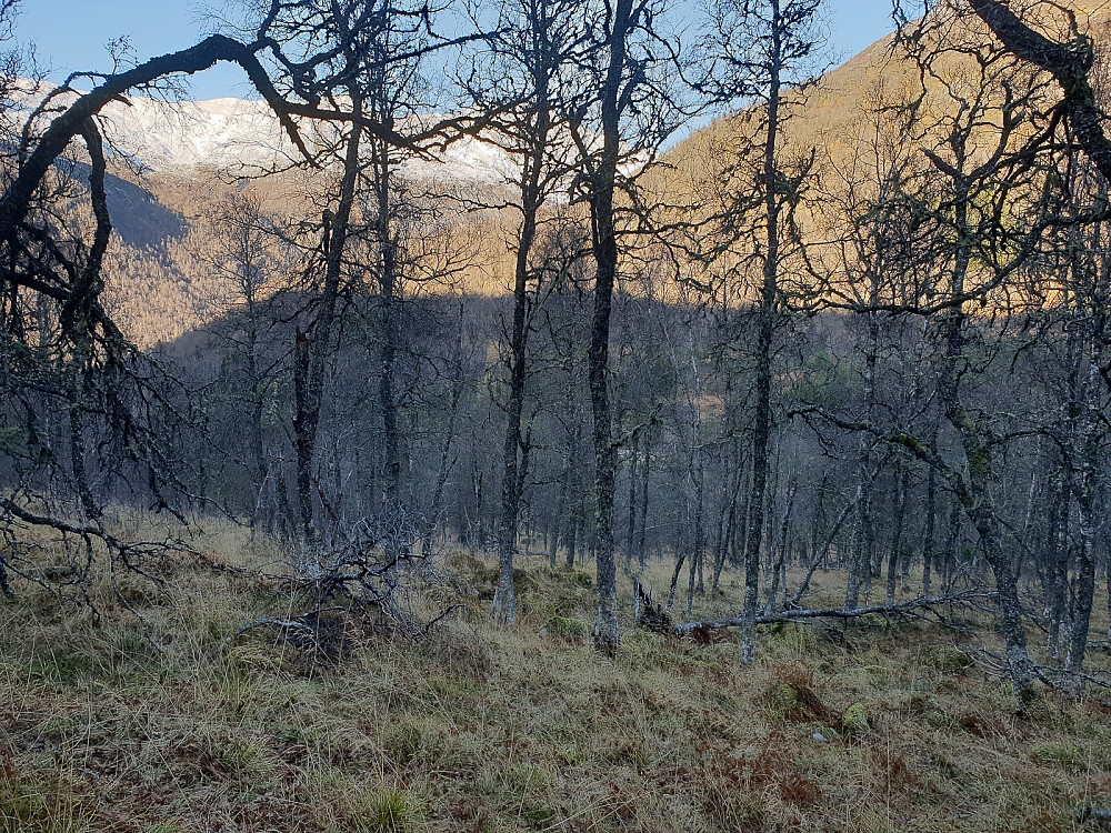 Fin og glissen skog for skikjøring til vinteren.
