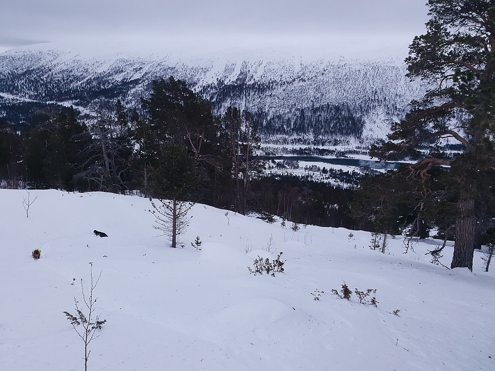 Glissen skog ovenfor Stamsætre.