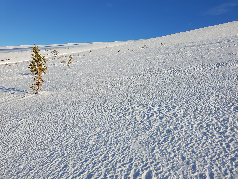 Nydelig skiføre ovenfor Skjellom.